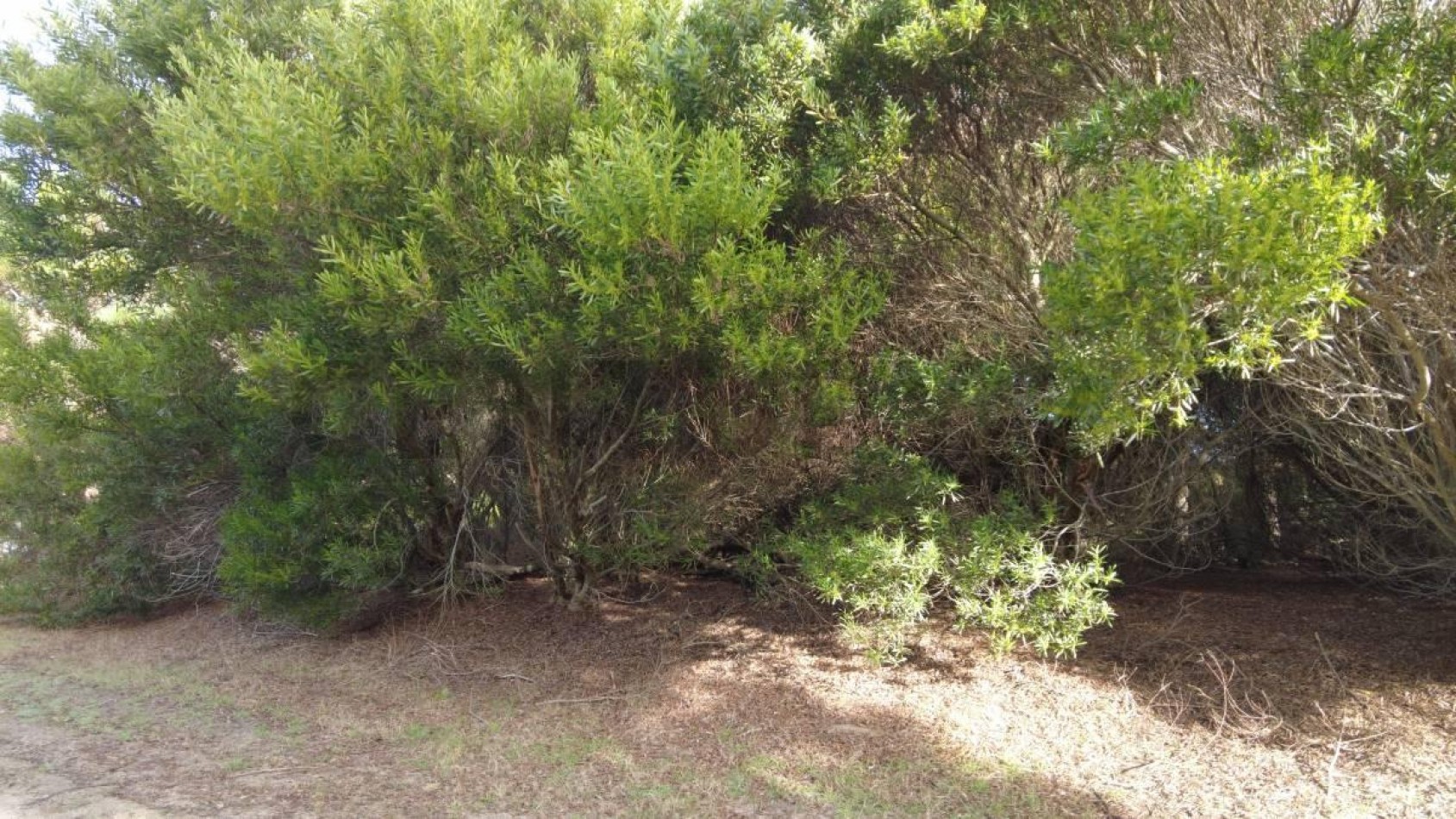 Vendo Lote en Barrio Cerrado Punta Medanos E 16 